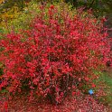 Berberis koreana 'Harvest Fire' automne